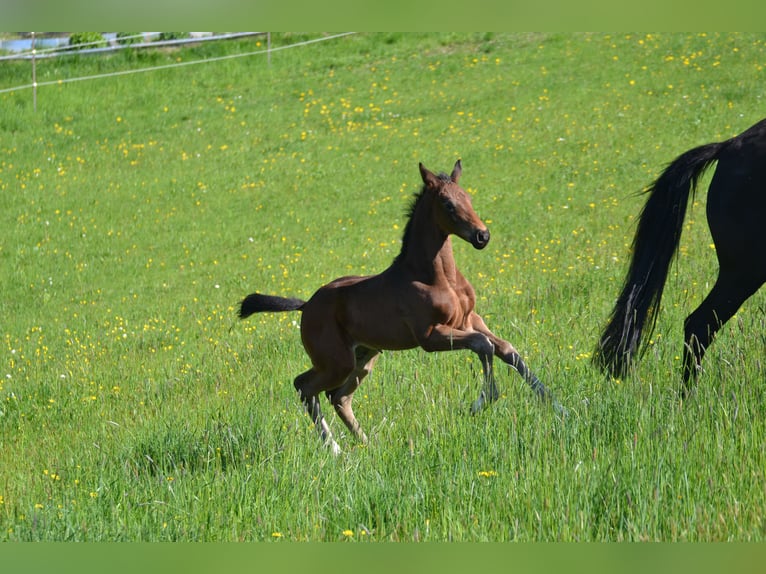 German Sport Horse Stallion 1 year 17 hh Bay-Dark in Egglham