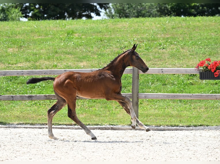 German Sport Horse Stallion 1 year 17 hh Bay-Dark in Egglham