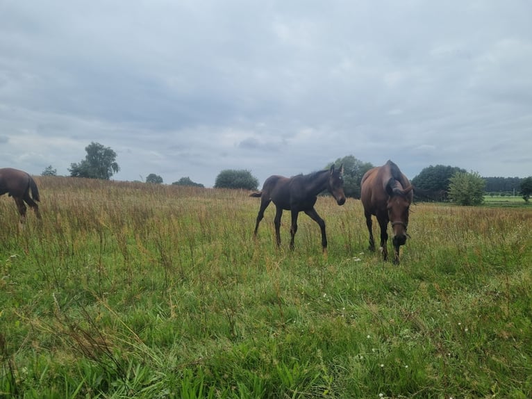 German Sport Horse Stallion 1 year 17 hh Bay-Dark in Burgstall