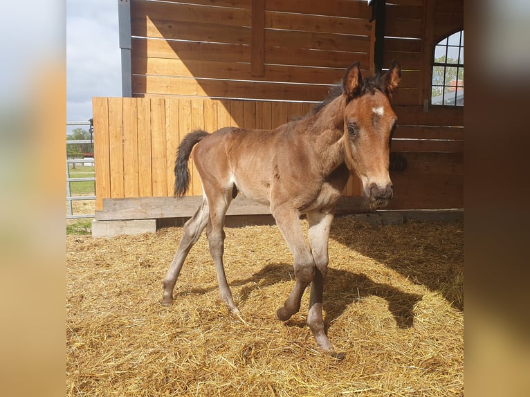 German Sport Horse Stallion 1 year 17 hh Bay-Dark in Burgstall