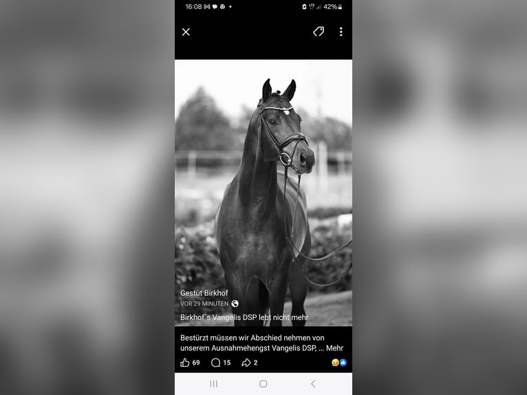 German Sport Horse Stallion 1 year 17 hh Buckskin in Stiefenhofen