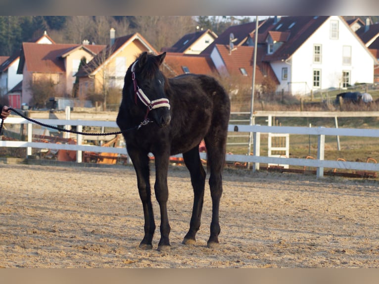 German Sport Horse Stallion 1 year 17 hh Can be white in Wolfsegg