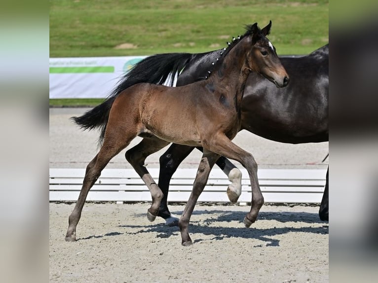 German Sport Horse Stallion 1 year Bay-Dark in Werder