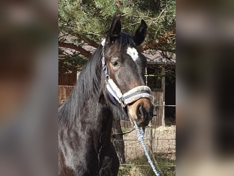 German Sport Horse Stallion 1 year Bay-Dark in Werder