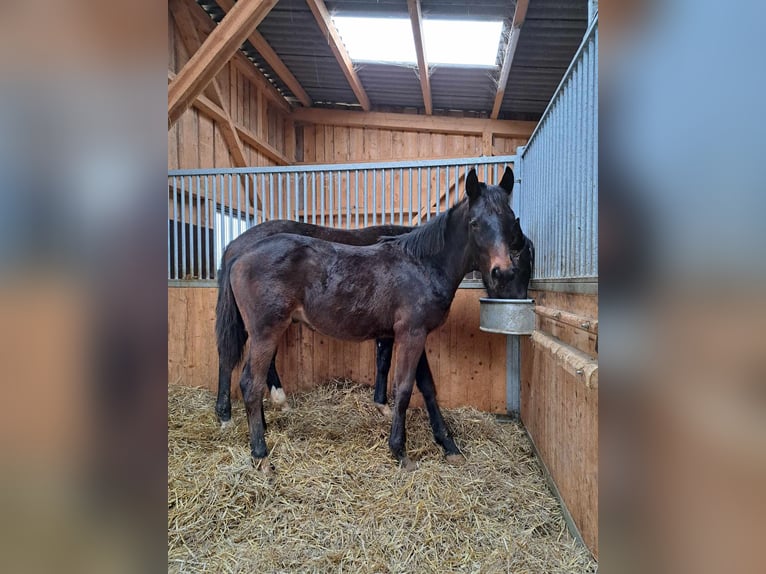 German Sport Horse Stallion 1 year Bay-Dark in Greding