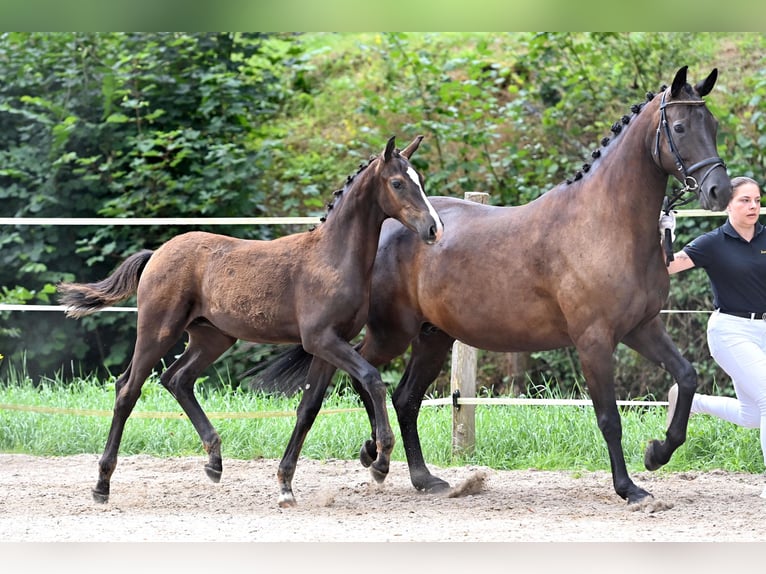 German Sport Horse Stallion 1 year Bay-Dark in Niederstetten