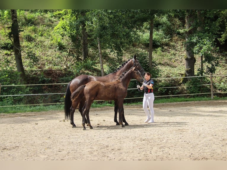 German Sport Horse Stallion 1 year Bay-Dark in Niederstetten