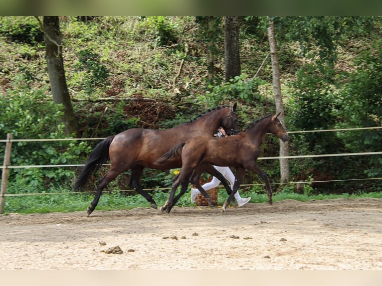 German Sport Horse Stallion 1 year Bay-Dark in Niederstetten