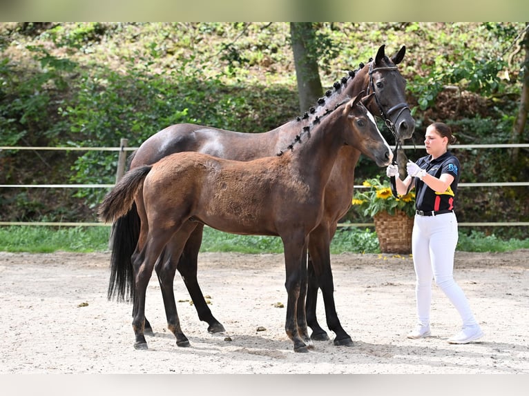 German Sport Horse Stallion 1 year Bay-Dark in Niederstetten