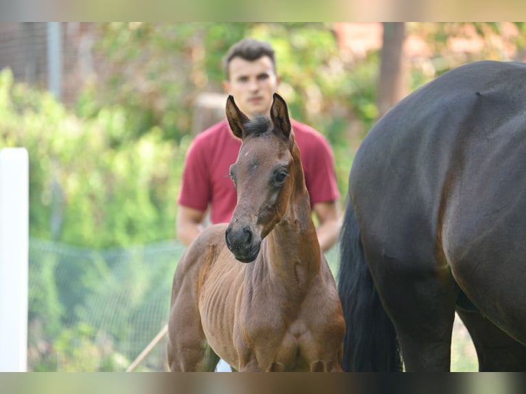 German Sport Horse Stallion 1 year Bay-Dark in Schönwalde-Glien