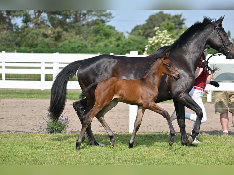 German Sport Horse Stallion 1 year Bay-Dark in Schönwalde-Glien