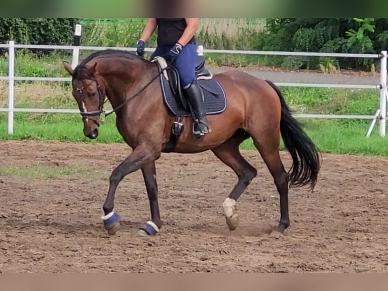 German Sport Horse Stallion 1 year Bay-Dark in Wustermark