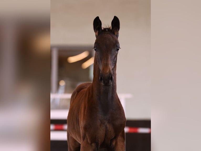 German Sport Horse Stallion 1 year Bay-Dark in Wustermark