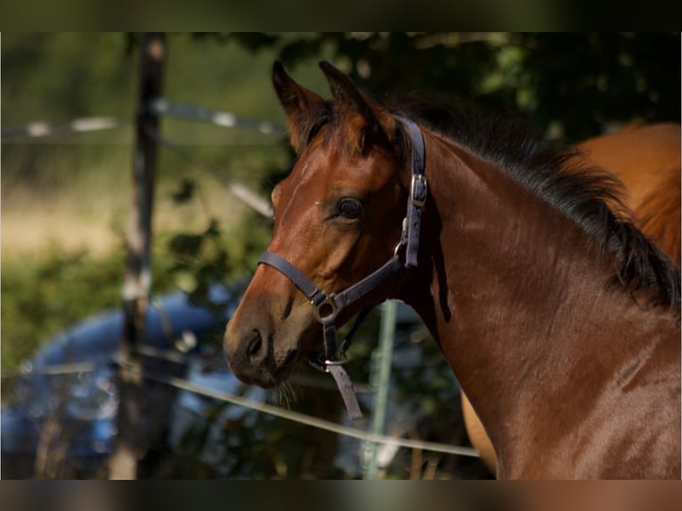 German Sport Horse Stallion 1 year Bay-Dark in Fußgönheim