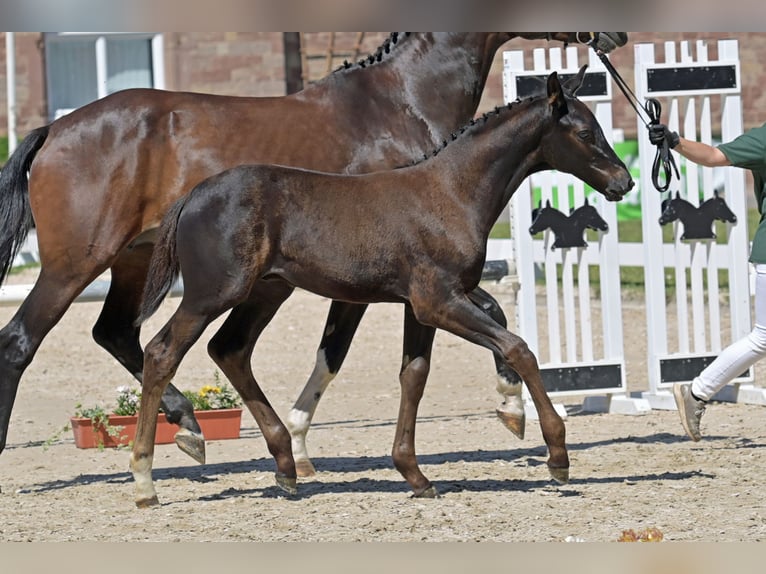 German Sport Horse Stallion 1 year Black in Bann