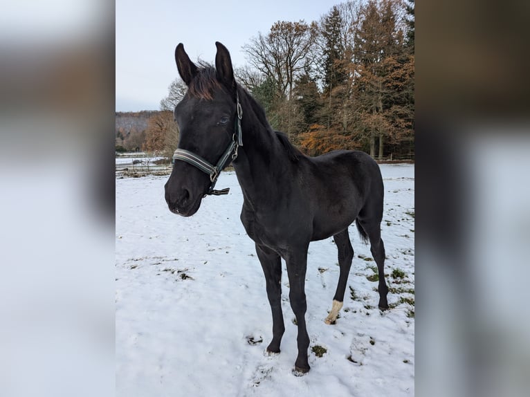 German Sport Horse Stallion 1 year Black in Bann