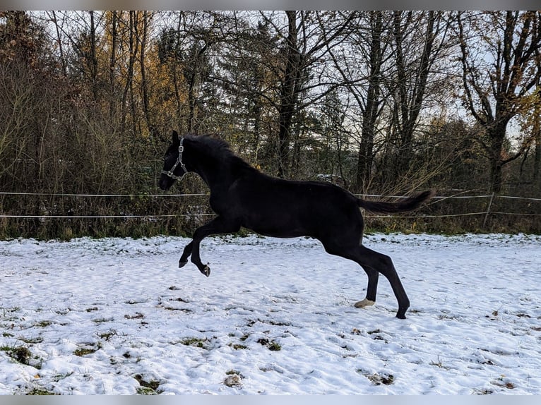 German Sport Horse Stallion 1 year Black in Bann