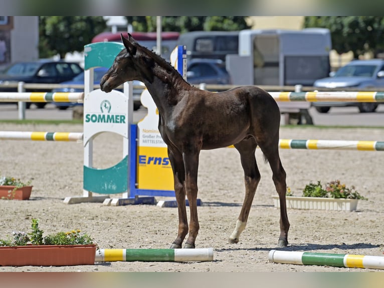 German Sport Horse Stallion 1 year Black in Bann