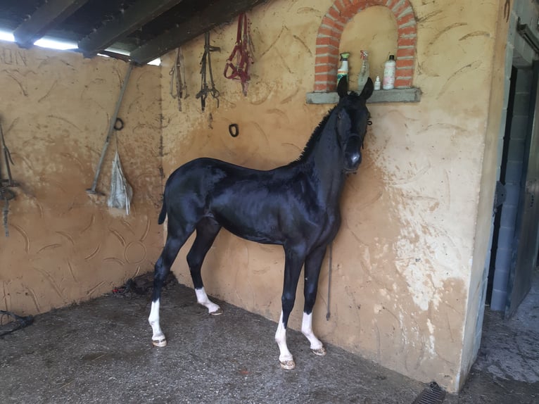German Sport Horse Stallion 1 year Black in La sierra Pola De Laviana)  Asturias