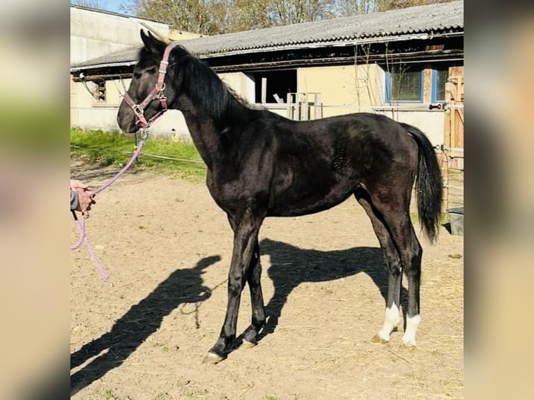 German Sport Horse Stallion 1 year Black in Klipphausen