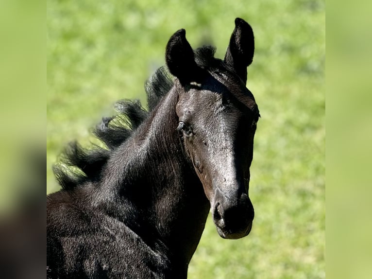 German Sport Horse Stallion 1 year Black in Niederstetten