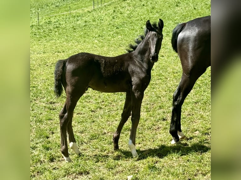 German Sport Horse Stallion 1 year Black in Niederstetten