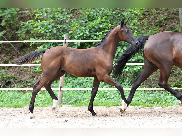 German Sport Horse Stallion 1 year Black in Niederstetten