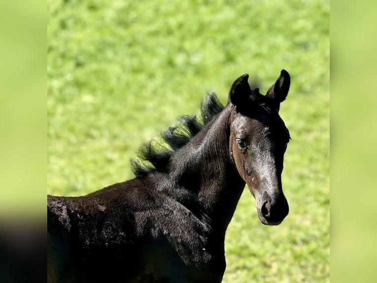 German Sport Horse Stallion 1 year Black in Niederstetten