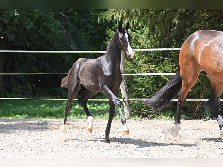 German Sport Horse Stallion 1 year Black in Niederstetten