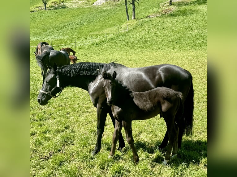 German Sport Horse Stallion 1 year Black in Niederstetten