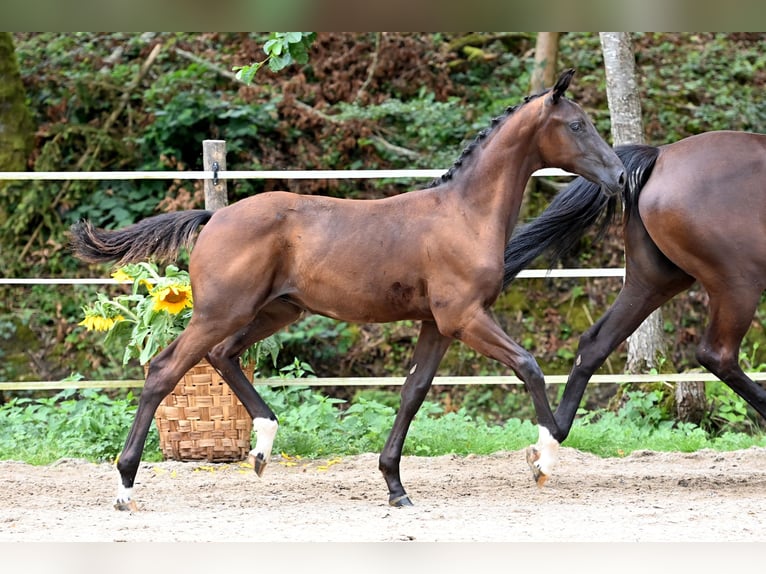 German Sport Horse Stallion 1 year Black in Niederstetten