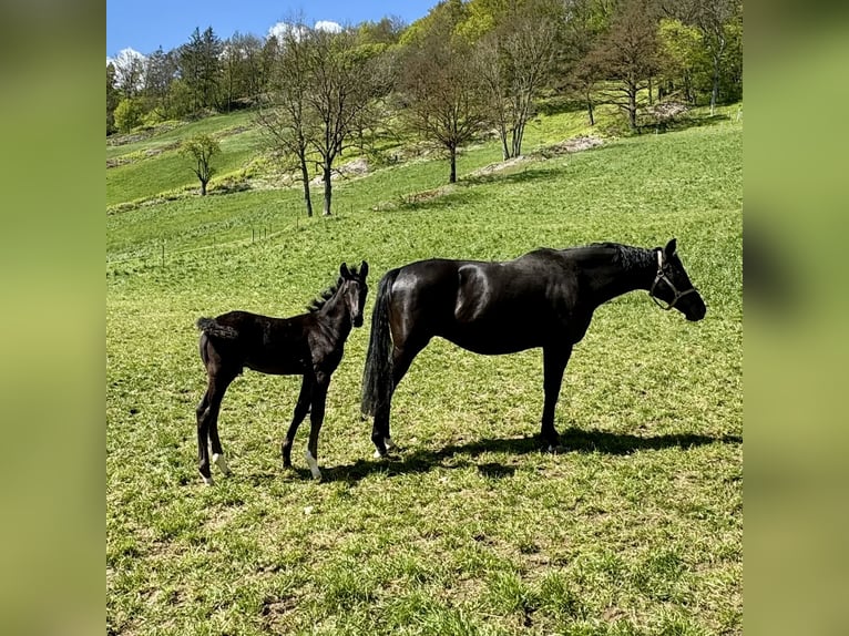 German Sport Horse Stallion 1 year Black in Niederstetten