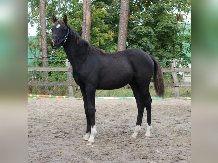 German Sport Horse Stallion 1 year Black in Sandbeiendorf