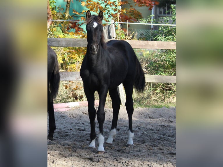 German Sport Horse Stallion 1 year Black in Sandbeiendorf