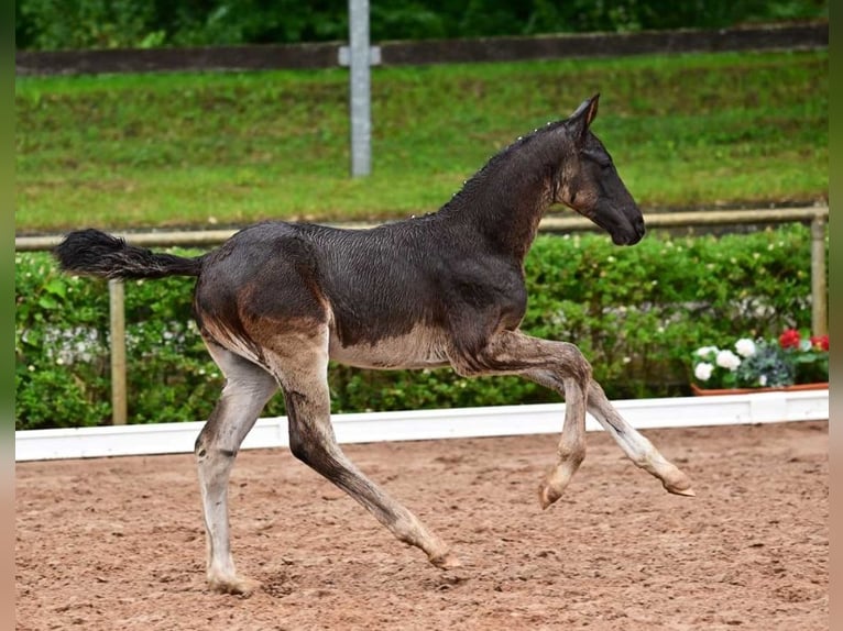 German Sport Horse Stallion 1 year Black in Sandbeiendorf