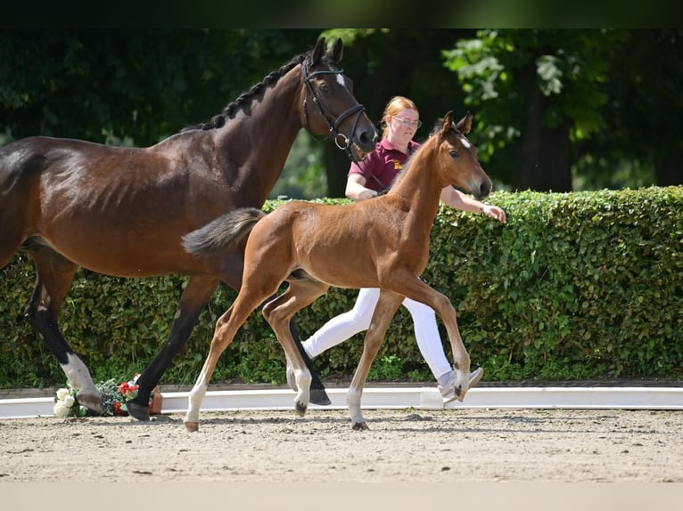 German Sport Horse Stallion 1 year Brown in Steinhöfel