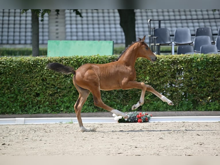German Sport Horse Stallion 1 year Brown in Steinhöfel