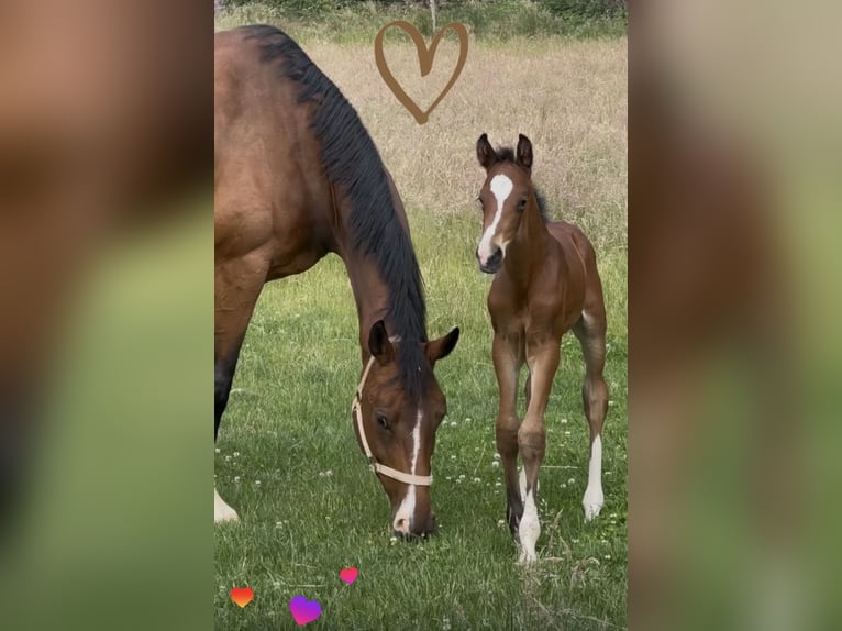 German Sport Horse Stallion 1 year Brown in Roßdorf