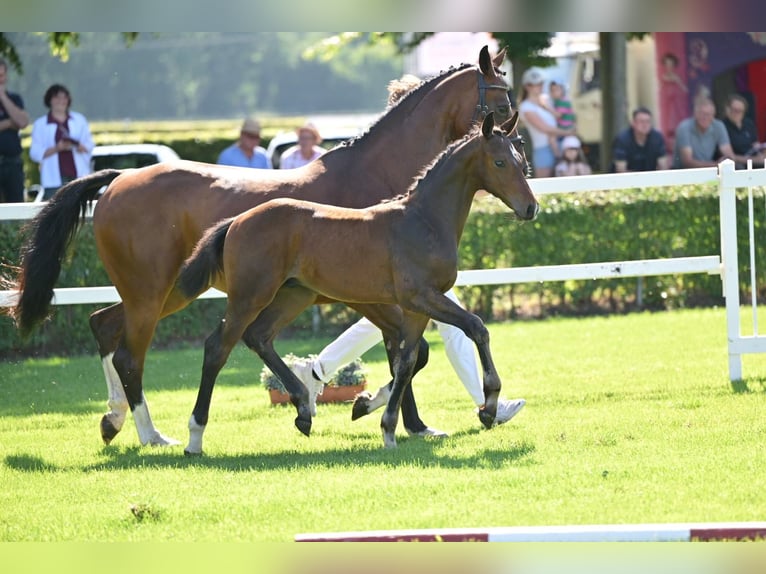 German Sport Horse Stallion 1 year Brown in Querenhorst