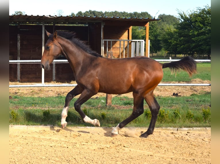 German Sport Horse Stallion 1 year Brown in Grabow