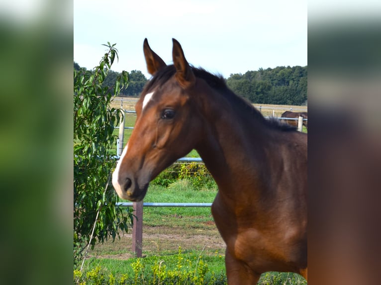 German Sport Horse Stallion 1 year Brown in Grabow