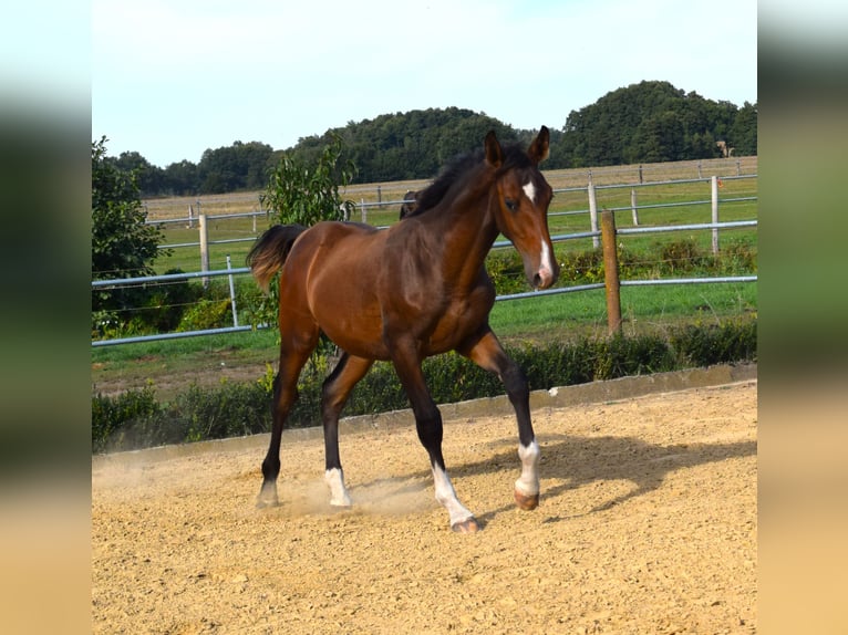 German Sport Horse Stallion 1 year Brown in Oberkrämer