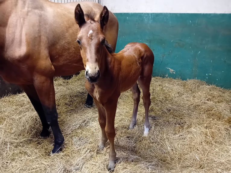 German Sport Horse Stallion 1 year Brown in Milower Land
