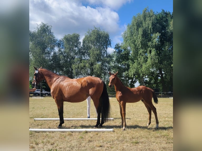 German Sport Horse Stallion 1 year Brown in Milower Land