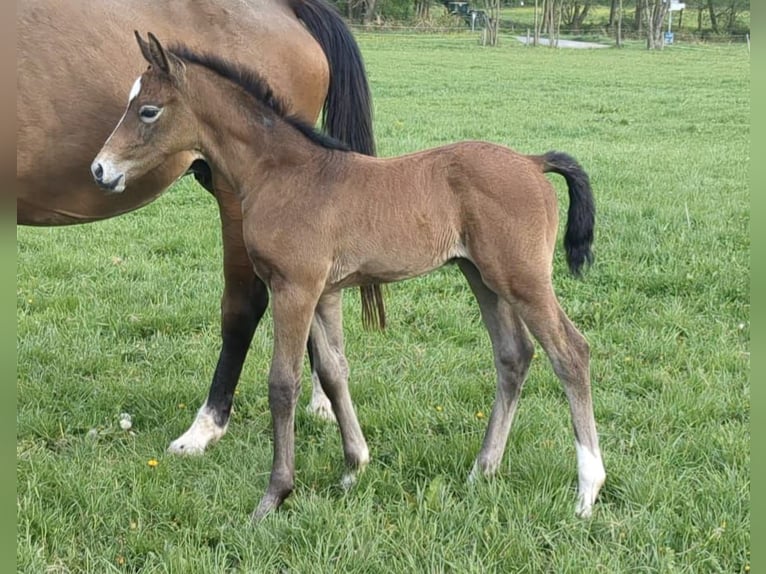 German Sport Horse Stallion 1 year Can be white in Bad König