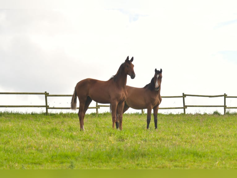 German Sport Horse Stallion 1 year Chestnut in Radevormwald