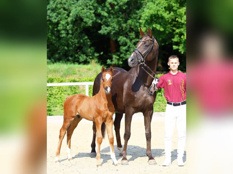 German Sport Horse Stallion 1 year Chestnut in Weißenberg