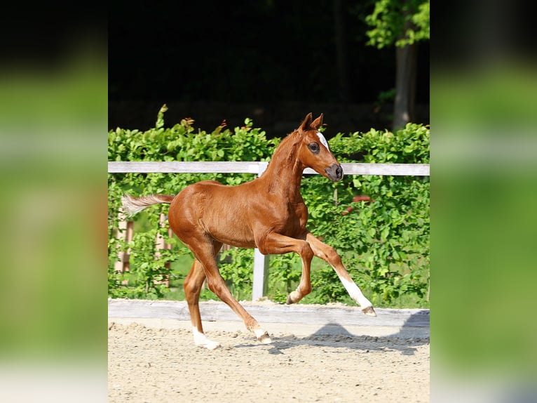 German Sport Horse Stallion 1 year Chestnut in Weißenberg