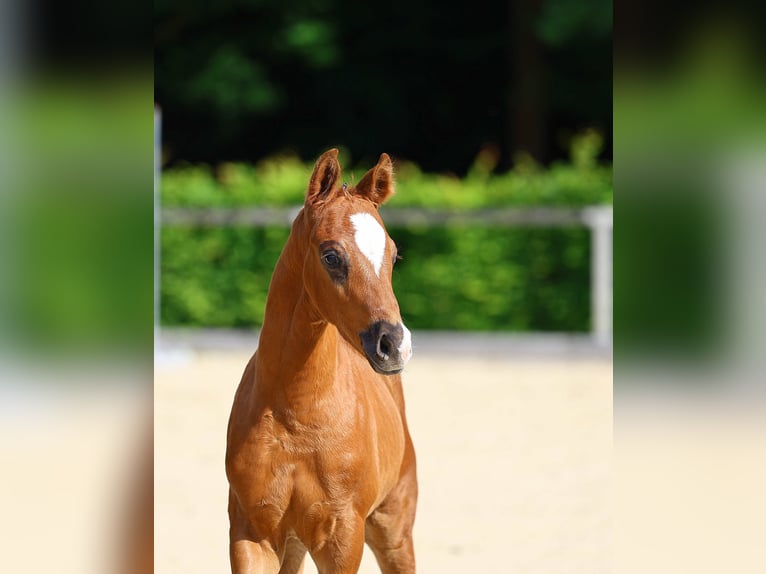 German Sport Horse Stallion 1 year Chestnut in Weißenberg