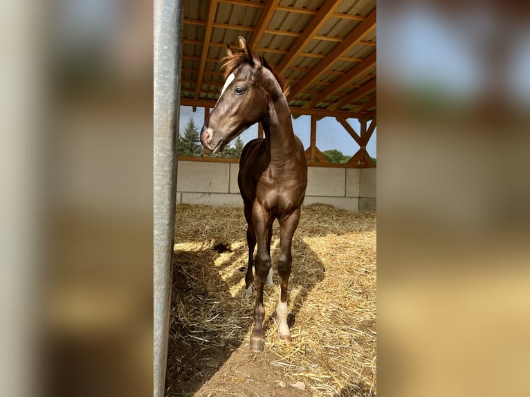 German Sport Horse Stallion 1 year Chestnut in Weißenberg